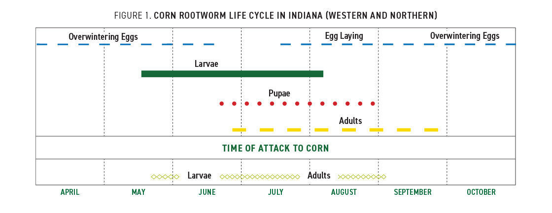 Rootworm 1.jpg